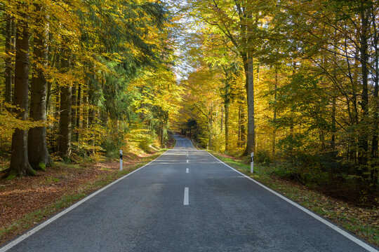 Forest road in autumn at Spiegelau in the Bavarian Forest National Park in Bavaria, Germany