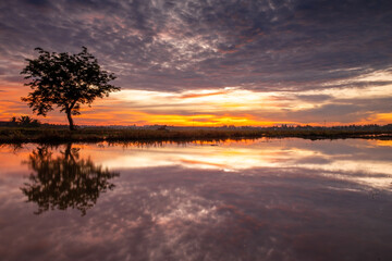 Silhouette and reflection of single lonely tree in the water at sunset.