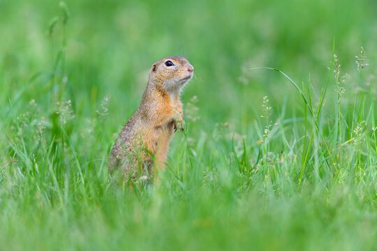 Portrait of European ground squirrel (Spermophilus citellus) standing on hind legs in field in Burgenland, Austria