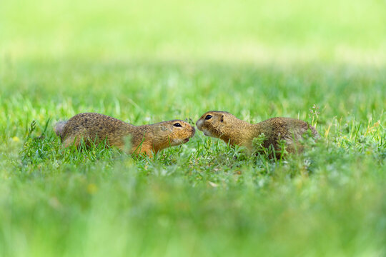 Two, European ground squirrels (Spermophilus citellus) meeting nose to nose in field in Burgenland, Austria