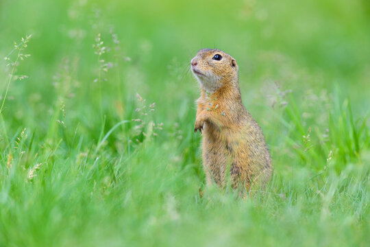 Portrait of European ground squirrel (Spermophilus citellus) standing on hind legs in field in Burgenland, Austria