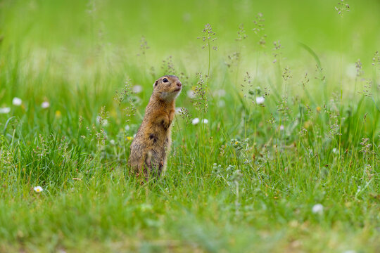 European ground squirrel (Spermophilus citellus) standing on hind legs in field in Burgenland, Austria