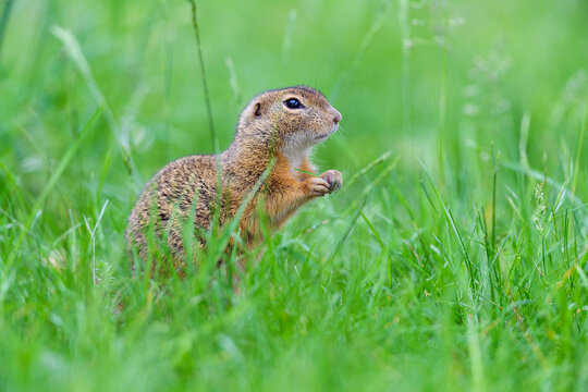 Close-up of European ground squirrel (Spermophilus citellus) standing on hind legs in field in Burgenland, Austria