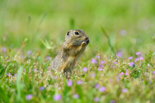 Close-up of European ground squirrel (Spermophilus citellus) standing on hind legs eating plants in field in Burgenland, Austria