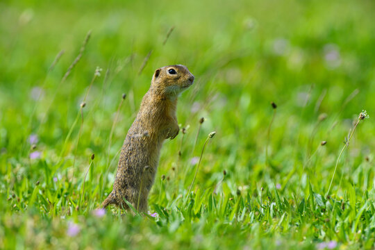 Portrait of European ground squirrel (Spermophilus citellus) standing on hind legs in field in Burgenland, Austria