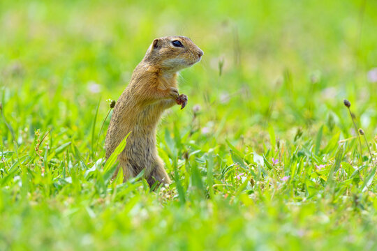 Portrait of European ground squirrel (Spermophilus citellus) standing on hind legs in field in Burgenland, Austria