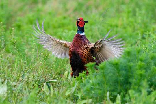 Ring-necked pheasant (Phasianus colchicus) cock, standing in field displaying plumage in spring in Burgenland, Austria
