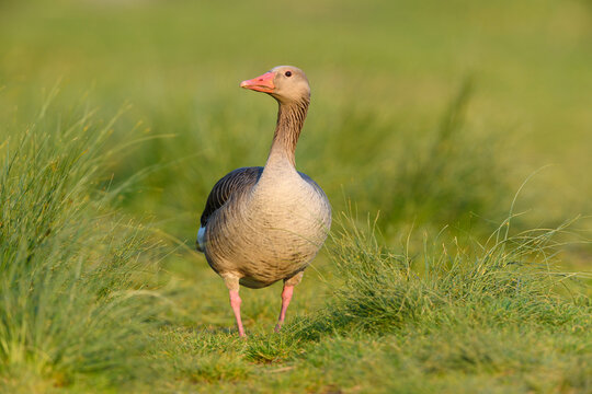 Portrait of a greylag goose (Anser anser) standing on grass at Lake Neusiedl in Burgenland, Austria