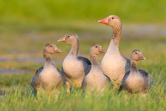 Female greylag goose (Anser anser) with her young offspring standing in a grassy field at Lake Neusiedl in Burgenland, Austria