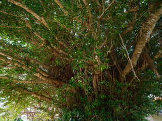 西表島のガジュマル