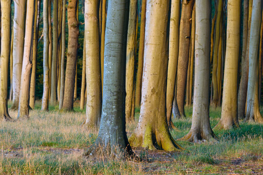 Beech tree in forest at sunset, Ghost Forest (Gespensterwald), Nienhagen, Baltic Sea, Western Pomerania, Mecklenburg-Vorpommern, Germany