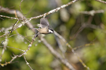 Black-capped Chickadee lifting off from a tree branch in Puyallup, Washington.