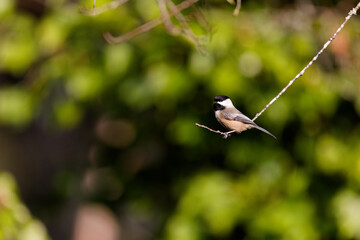 Black-capped chickadee in Puyallup, Washington.