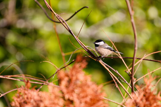 Black Capped Chickadee Perched On A Vine In Puyallup, Washington.