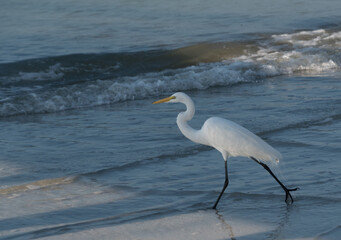 White egret hunting in low tide surf near St Pete Beach
