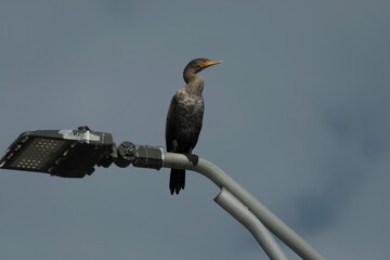 Double-Crest Cormorant sitting on a lamp post