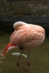 Fototapeta na wymiar Pink flamingo in a garden in St Petersburg - 1