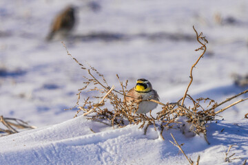 bird in the snow