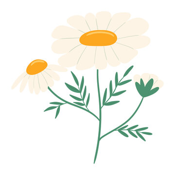 flower illustration 