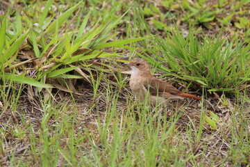 ave joão de barro - furnarius rufus