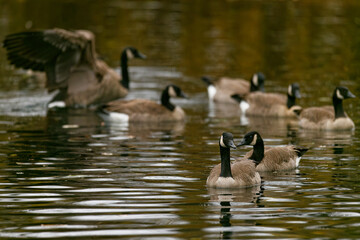 A group Canada Geese at a pond in Puyallup, Washington.