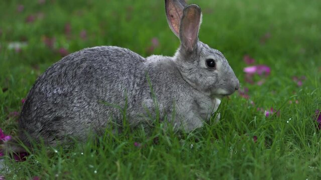 White chinchilla rabbit eating wet green grass and pink flowers on a field
