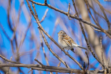 sparrow on a branch