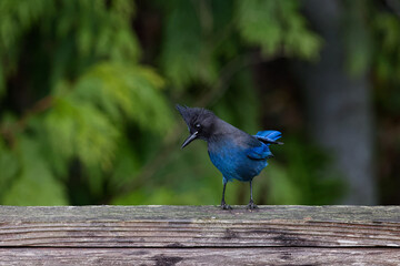 Blue and black Steller's Jay perched on a wood fence in Puyallup, Washington.