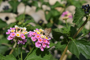 A moth sitting on a patch of colourful pink and white lantana camara flowers. Beautiful natural wildlife.