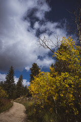 Bright yellow aspen leaves on a dark blue and white contrasting sky in the Rocky Mountains, Colorado