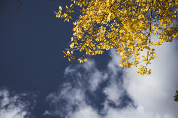 Bright yellow fall leaves on a dark blue sky - high contrast color background