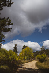 View of a trail leading up into the mountains lined with bright yellow aspens and pine trees - in Rocky Mountain National Forest