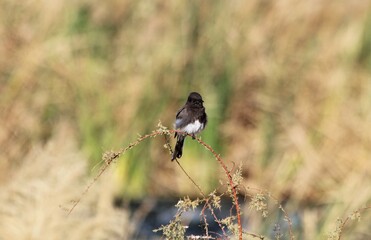 Black Phoebe (Sayornis nigra) perched on a Tamarisk branch