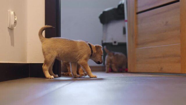 Lovely little mix-breed puppy dog stands on the floor inside its temporary house and looks at camera. Floor perspective. Cute animals. High quality 4k footage