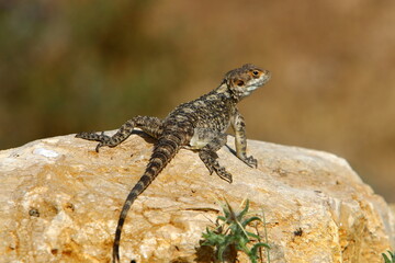 A lizard sits on a stone in a city park.
