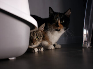 Two cats hiding behind cat litter.  © Eliza
