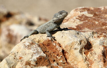 A lizard sits on a stone in a city park.