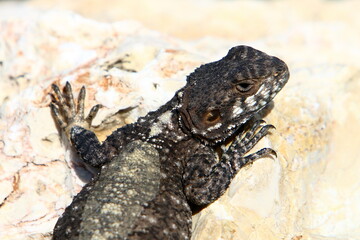 A lizard sits on a stone in a city park.