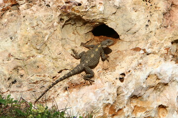 A lizard sits on a stone in a city park.