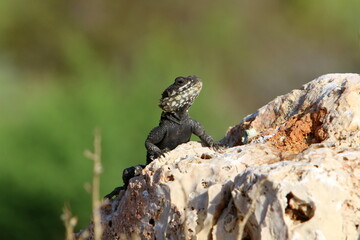 A lizard sits on a stone in a city park.
