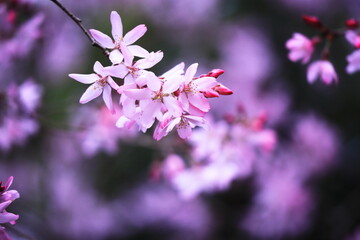 Fototapeta na wymiar 春の美しいピンクの桜