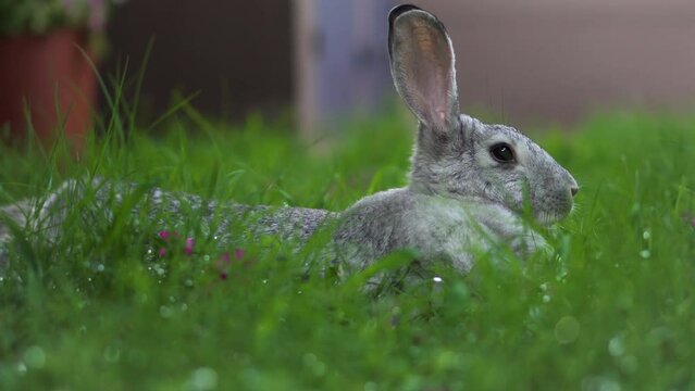 White chinchilla rabbit eating wet green grass and pink flowers on a field