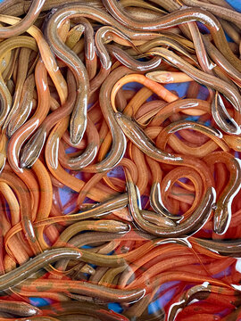 anguilas for sale at the Fresh Fruits Market, Chiang Mai, Thailand
