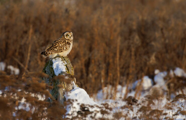 short eared owl