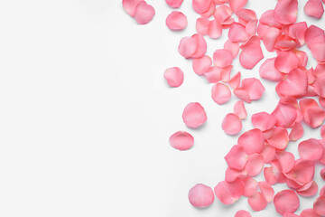 Beautiful pink rose flower petals on white background, top view