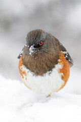 Spotted towhee bird
