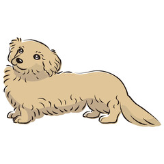 ダップーのイラスト（ダックスフントとトイプードルのミックス犬）