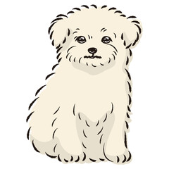 チワマルのイラスト（チワワとマルチーズのミックス犬）