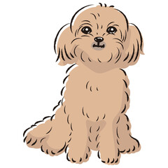 Obraz premium ペキプーのイラスト（ペキニーズとトイプードルのミックス犬）