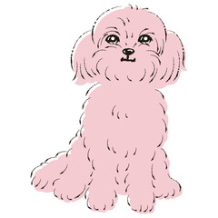 ペキプーのイラスト（ペキニーズとトイプードルのミックス犬）